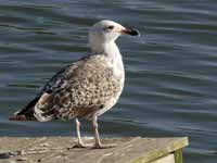 Goéland marin Larus marinus