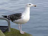 Goéland marin Larus marinus