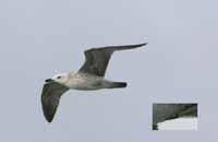 Goéland pontique Larus cachinnans