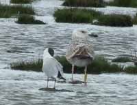 Goéland pontique Larus cachinnans PKXX