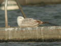 Goéland pontique Larus cachinnans