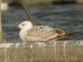 Goéland pontique Larus cachinnans