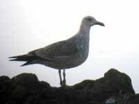 Goéland pontique Larus cachinnans