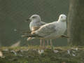 Goéland pontique Larus cachinnans