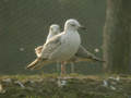 Goéland pontique Larus cachinnans