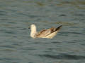 Goéland pontique Larus cachinnans