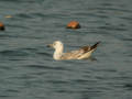 Goéland pontique Larus cachinnans