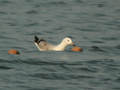 Goéland pontique Larus cachinnans