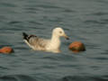 Goéland pontique Larus cachinnans