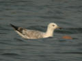 Goéland pontique Larus cachinnans