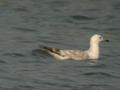 Goéland pontique Larus cachinnans