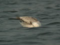 Goéland pontique Larus cachinnans