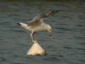 Goéland pontique Larus cachinnans