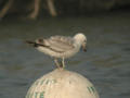 Goéland pontique Larus cachinnans