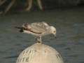 Goéland pontique Larus cachinnans