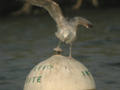 Goéland pontique Larus cachinnans