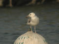 Goéland pontique Larus cachinnans