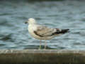 Goéland pontique Larus cachinnans