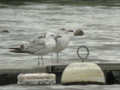 Goéland pontique Larus cachinnans