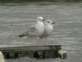 Goéland pontique Larus cachinnans