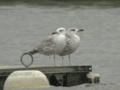 Goéland pontique Larus cachinnans