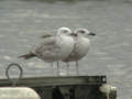 Goéland pontique Larus cachinnans