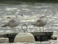 Goéland pontique Larus cachinnans