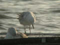 Goéland pontique Larus cachinnans