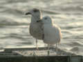 Goéland pontique Larus cachinnans