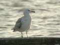 Goéland pontique Larus cachinnans