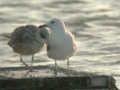 Goéland pontique Larus cachinnans