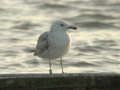 Goéland pontique Larus cachinnans