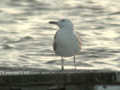 Goéland pontique Larus cachinnans