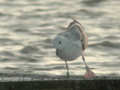 Goéland pontique Larus cachinnans