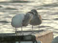 Goéland pontique Larus cachinnans