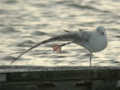 Goéland pontique Larus cachinnans