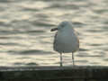 Goéland pontique Larus cachinnans