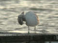 Goéland pontique Larus cachinnans