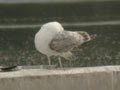 Goéland pontique Larus cachinnans 536P