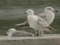 Goéland pontique Larus cachinnans 536P