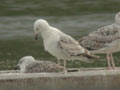 Goéland pontique Larus cachinnans 536P