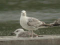 Goéland pontique Larus cachinnans 536P