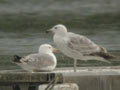 Goéland pontique Larus cachinnans 536P