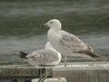 Goéland pontique Larus cachinnans 536P