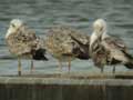 Goéland pontique Larus cachinnans