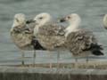 Goéland pontique Larus cachinnans