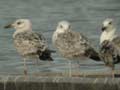 Goéland pontique Larus cachinnans