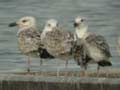 Goéland pontique Larus cachinnans