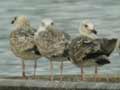 Goéland pontique Larus cachinnans