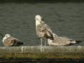 Goéland pontique Larus cachinnans